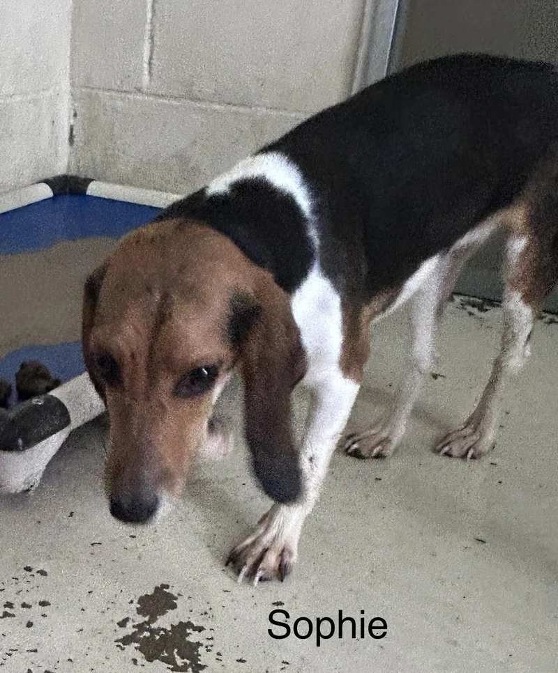 A young small-sized female Beagle dog named Sophie for adoption in Mount Sterling, KY