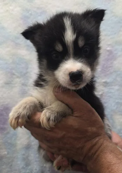A baby small-sized male Siberian Husky dog named Ranger for adoption in Malvern, PA