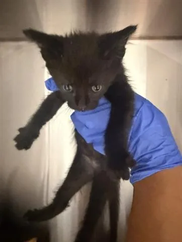 A baby small-sized female Domestic Medium Hair cat named The Darkness for adoption in San Martin, CA