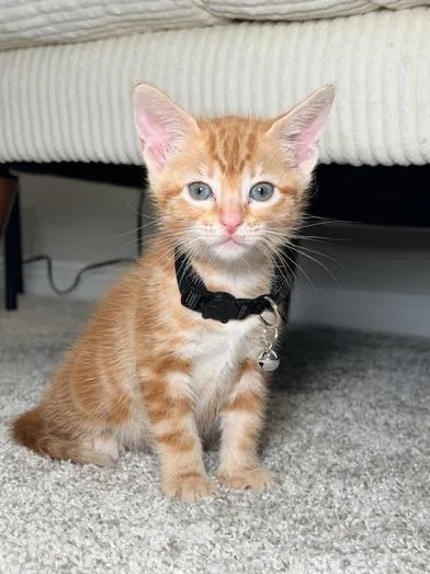 A baby medium-sized female Orange & White Domestic Short Hair cat named Queso for adoption in Liverpool, TX