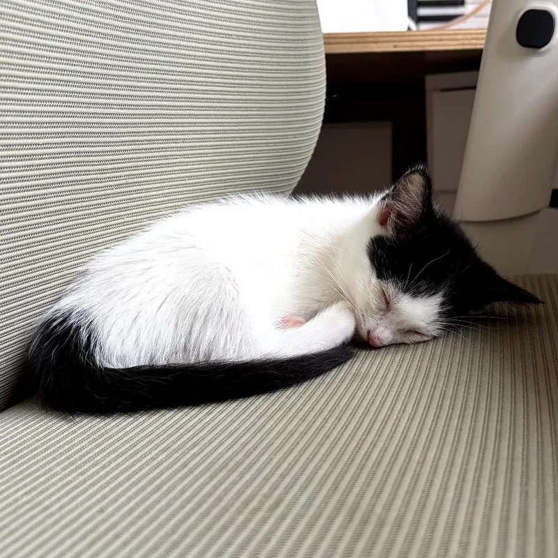 A baby small-sized female White Domestic Short Hair cat named Iggy for adoption in Long Beach, CA