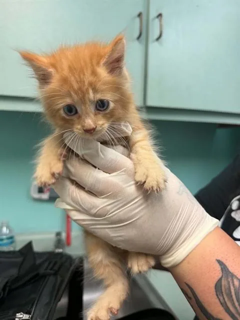A baby small-sized male Domestic Short Hair cat named Dijon for adoption in Fort Walton Beach, FL