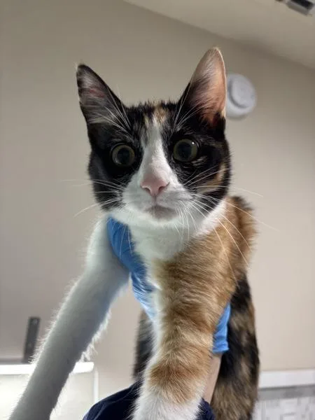 A baby small-sized female Domestic Short Hair cat named Butternut for adoption in Sherwood, OR