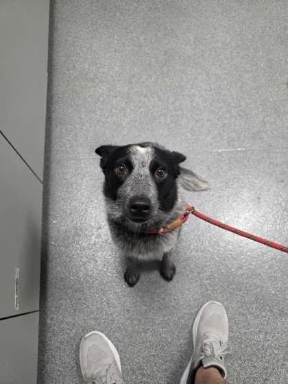 An adult medium-sized female Mixed Breed dog named Bram for adoption in Sevierville, TN