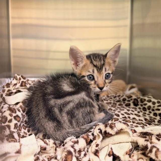 A baby small-sized male Domestic Short Hair cat named Scary Lary for adoption in Tustin, CA