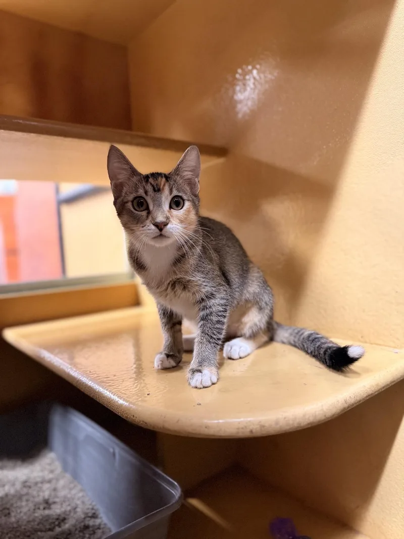 A young small-sized female Calico Domestic Short Hair cat named Sadie for adoption in Covina , CA