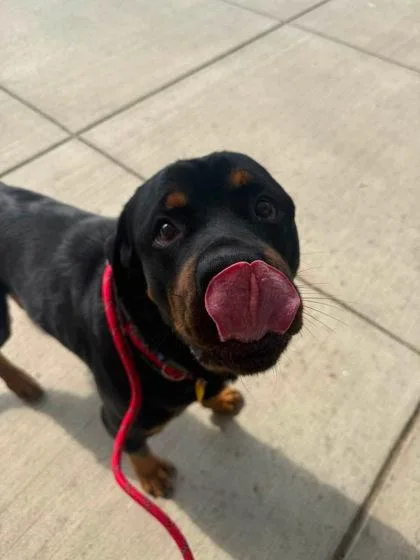 A young large-sized male Black Rottweiler dog named Rodney for adoption in Cleveland, OH