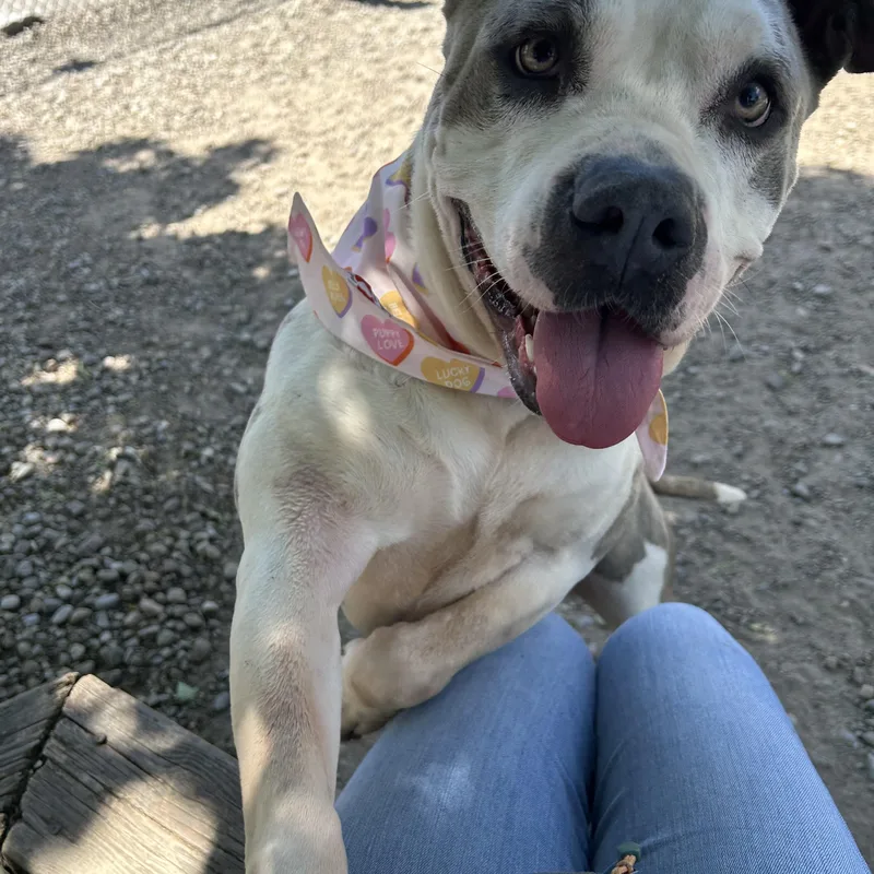 An adult large-sized female Brindle American Bulldog dog named Akira for adoption in Buffalo, NY