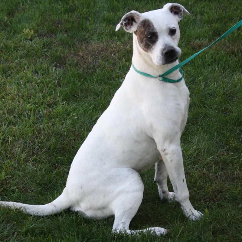 Snapdragon thumbnail 2