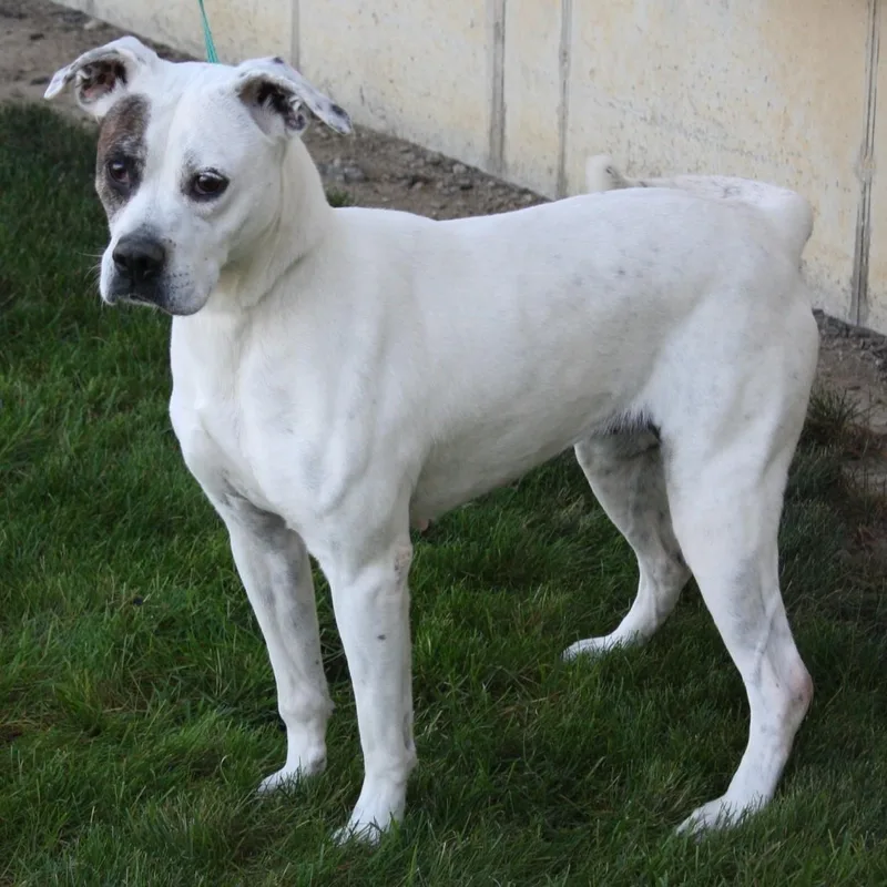 Snapdragon thumbnail 3