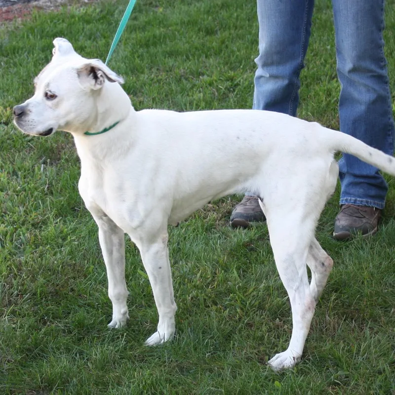 Snapdragon thumbnail 4