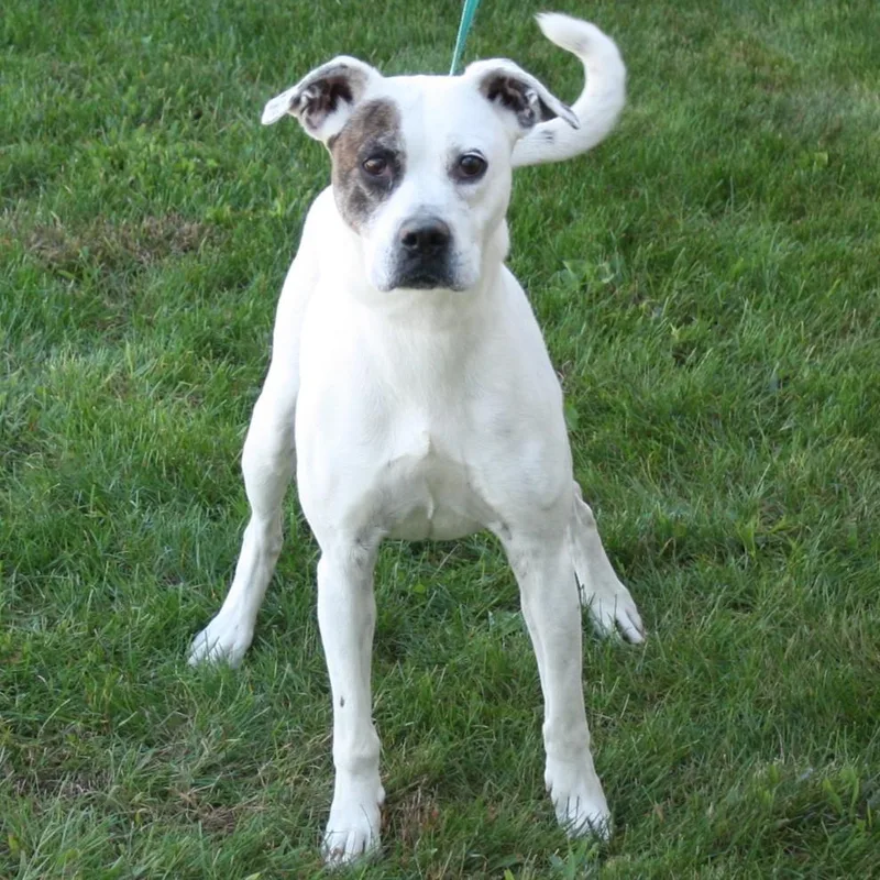 Snapdragon thumbnail 5