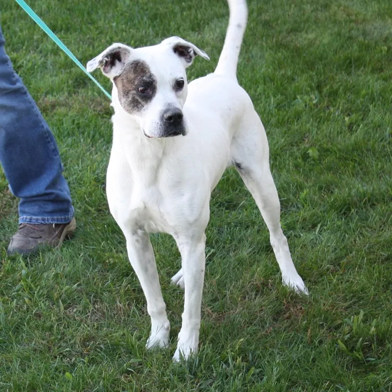 Snapdragon thumbnail 6