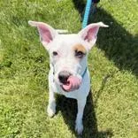 A young medium-sized female White / Cream Pit Bull Terrier dog named Lotus for adoption in Hilliard, OH