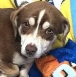 An adult small-sized male Dachshund dog named Ramsey for adoption in Santa Cruz, CA