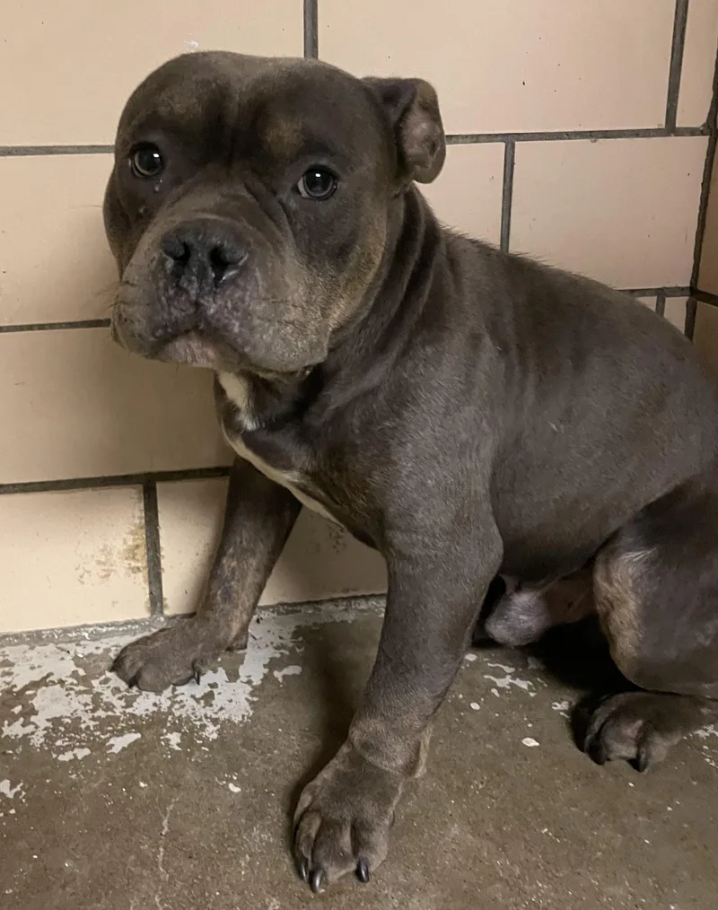 A young medium-sized male American Bully dog named Perry HOLD for adoption in Canton, OH