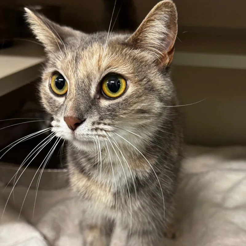An adult medium-sized female Gray / Blue / Silver Domestic Short Hair cat named Lunaria for adoption in Wheeling, IL