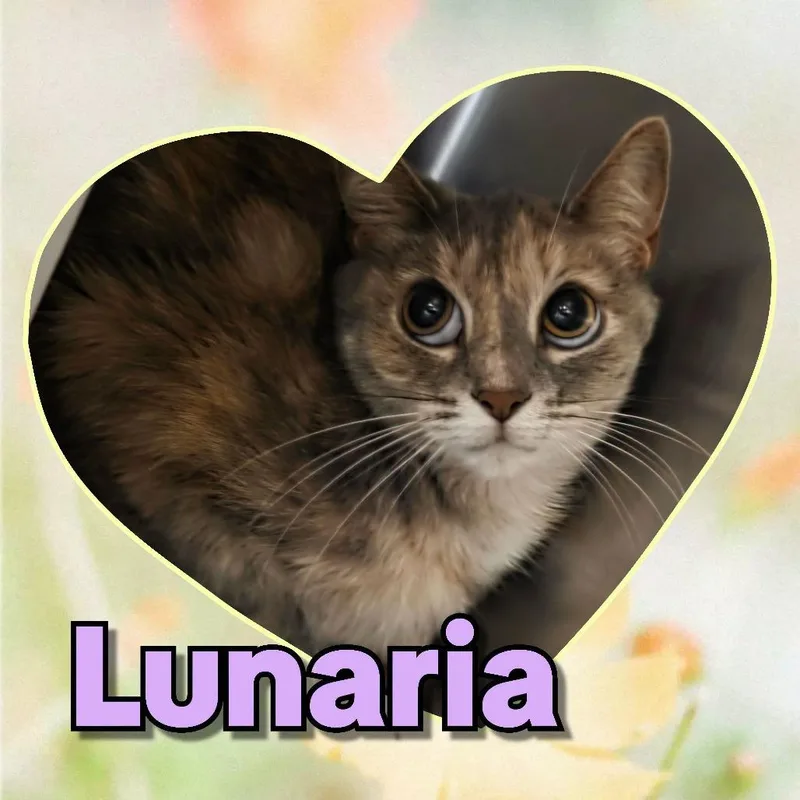 Lunaria thumbnail 2