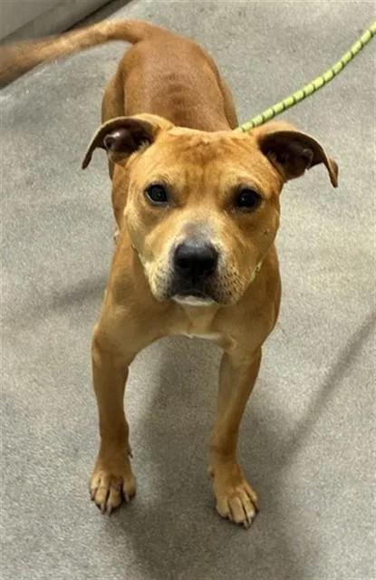 A young medium-sized male Pit Bull Terrier dog named Atlas for adoption in Upper Marlboro, MD