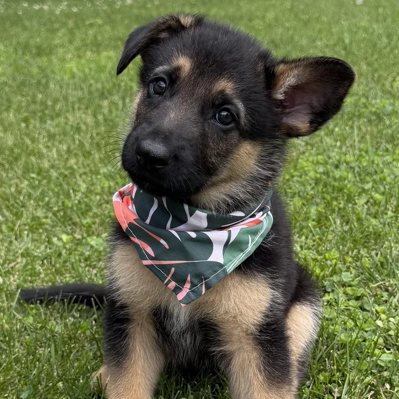 A baby large-sized male Black German Shepherd Dog dog named Kevin for adoption in Mazon, IL
