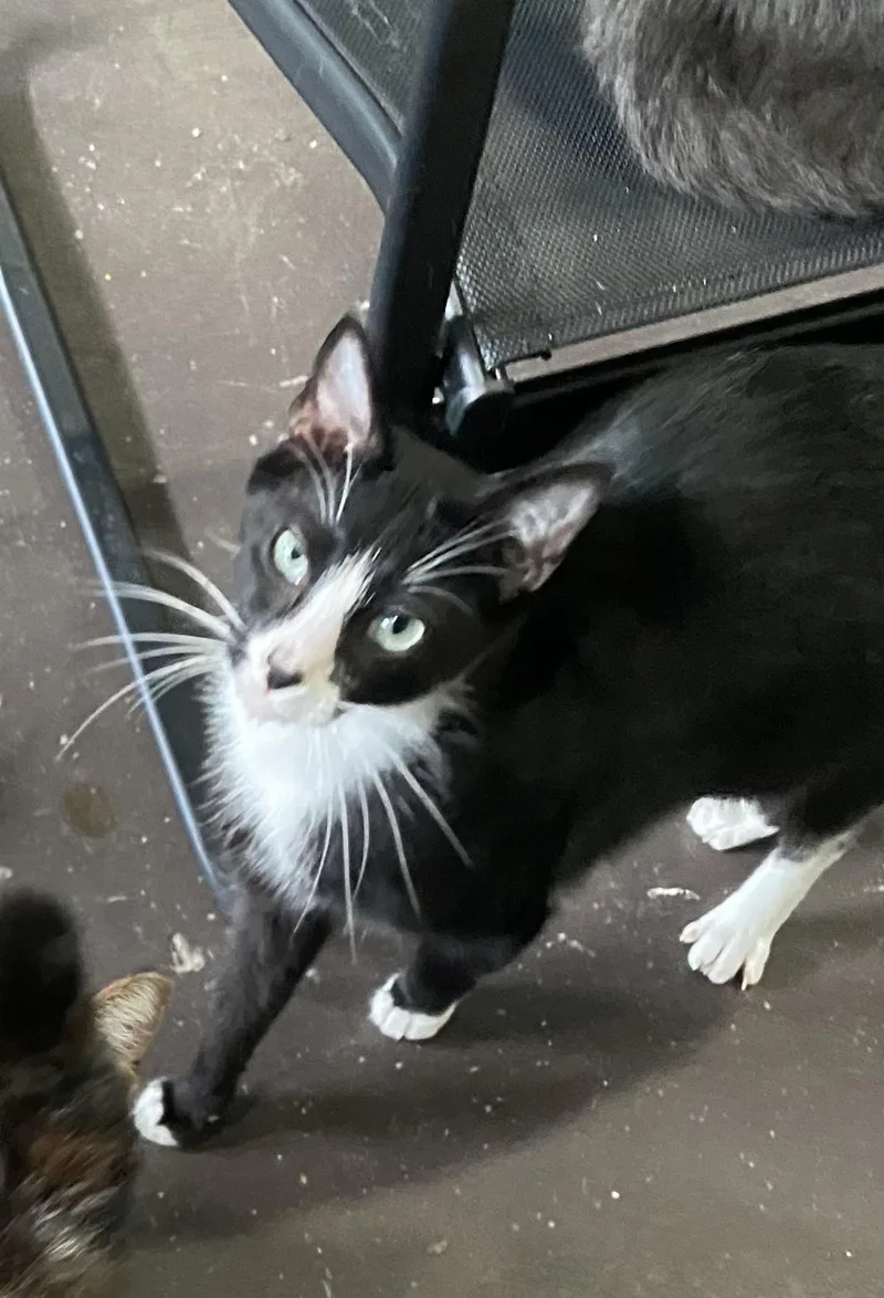 An adult medium-sized female Domestic Short Hair cat named Catniss for adoption in Pinson, AL