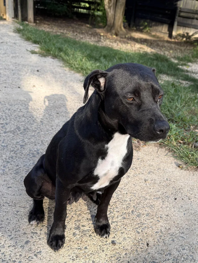 An adult medium-sized female Mixed Breed dog named Gina for adoption in Holbrook, NY