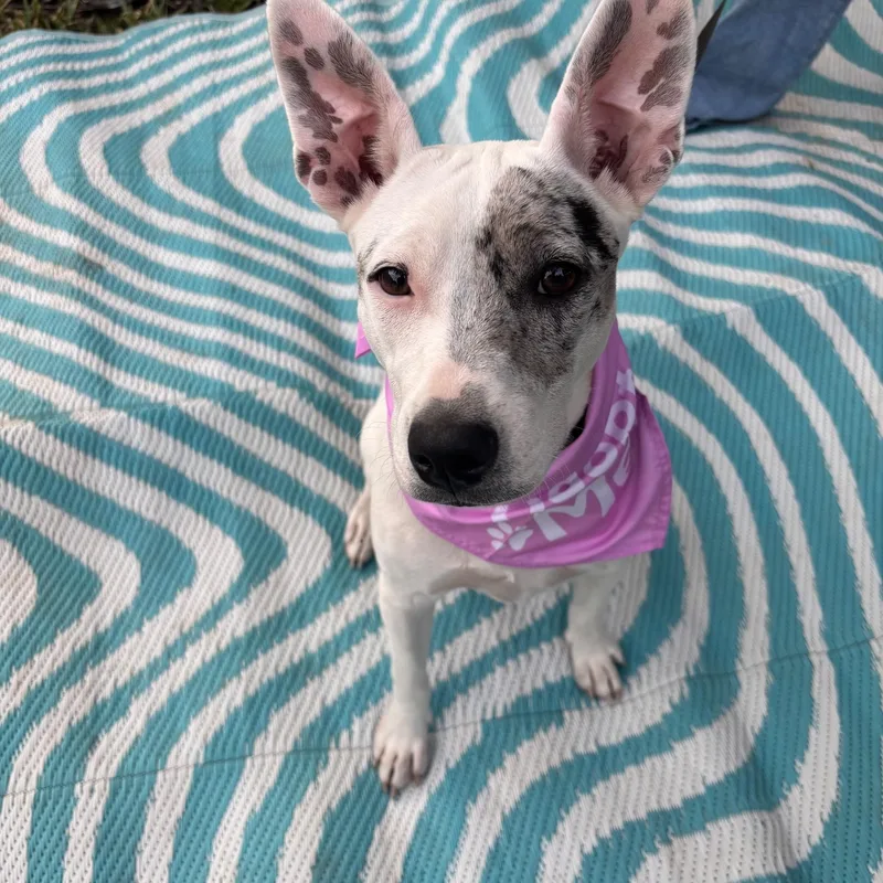 A young medium-sized female White / Cream American Staffordshire Terrier dog named Dolly for adoption in Live Oak, TX