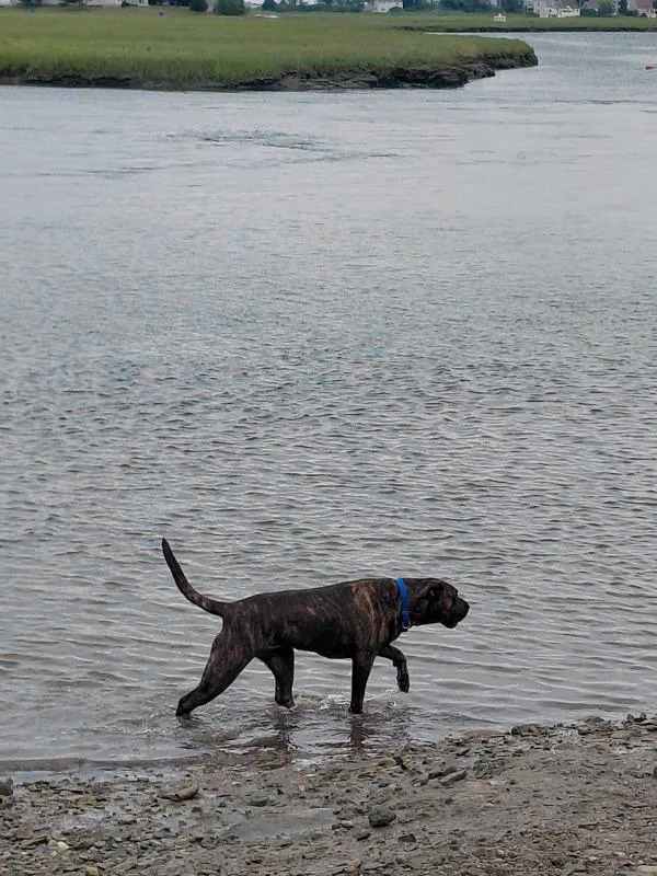 An adult large-sized female Presa Canario dog named Tilly for adoption in Stratham, NH