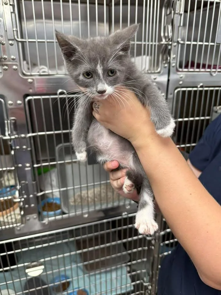 A baby small-sized female Domestic Short Hair cat named Sneaky for adoption in Lavonia, GA
