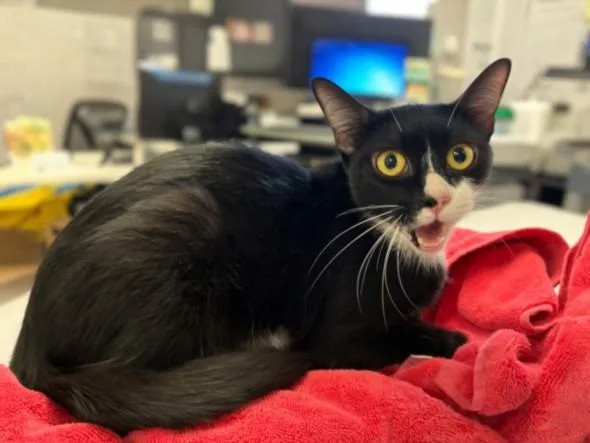 An adult medium-sized female Domestic Short Hair cat named Walkie Talkie for adoption in San Pedro, CA
