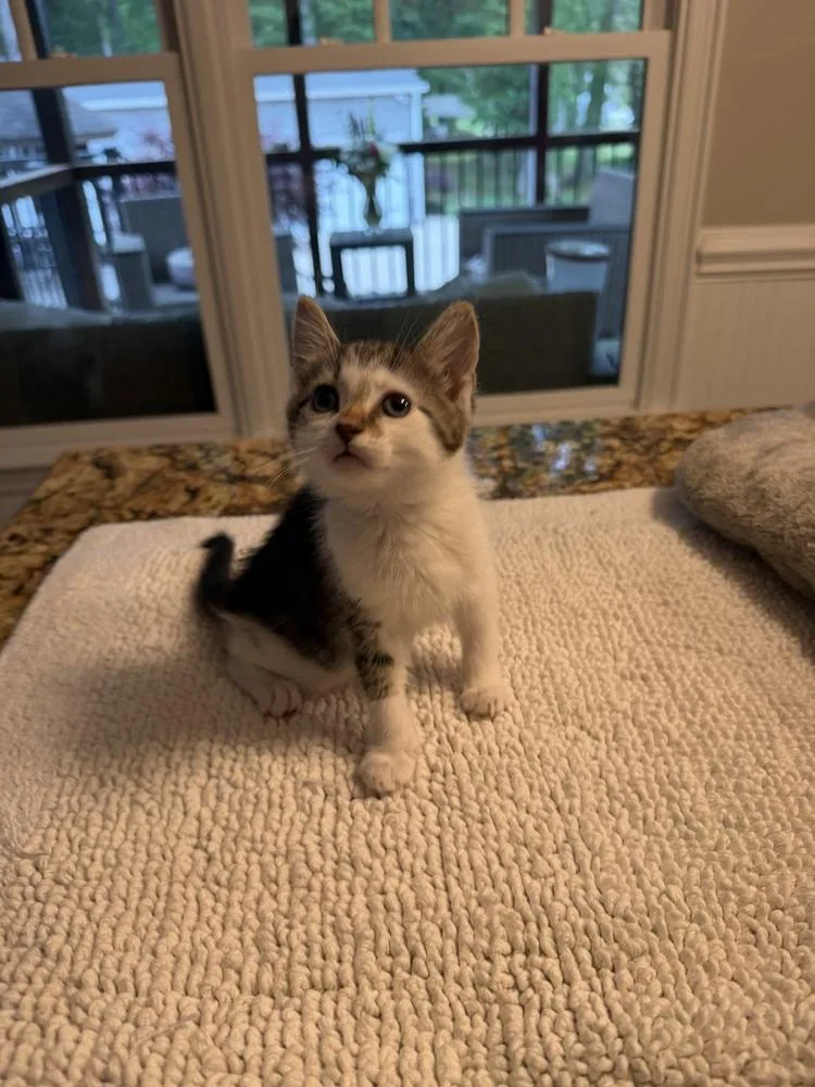A baby small-sized male Domestic Short Hair cat named Willow for adoption in Mooresville, NC