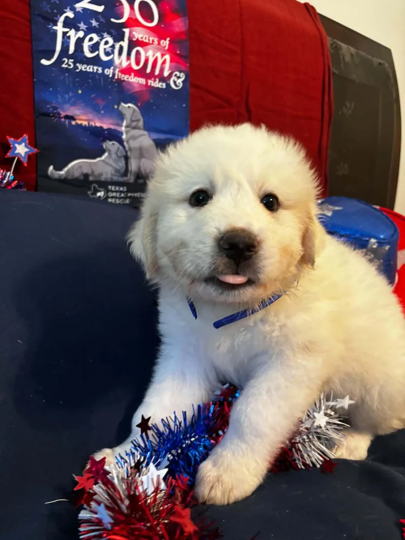 A baby large-sized female Great Pyrenees dog named America DFW of the for adoption in Quinlan, TX