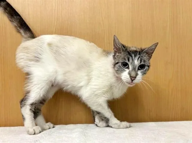 A young small-sized female Domestic Short Hair cat named Maisy for adoption in Saint Louis, MO