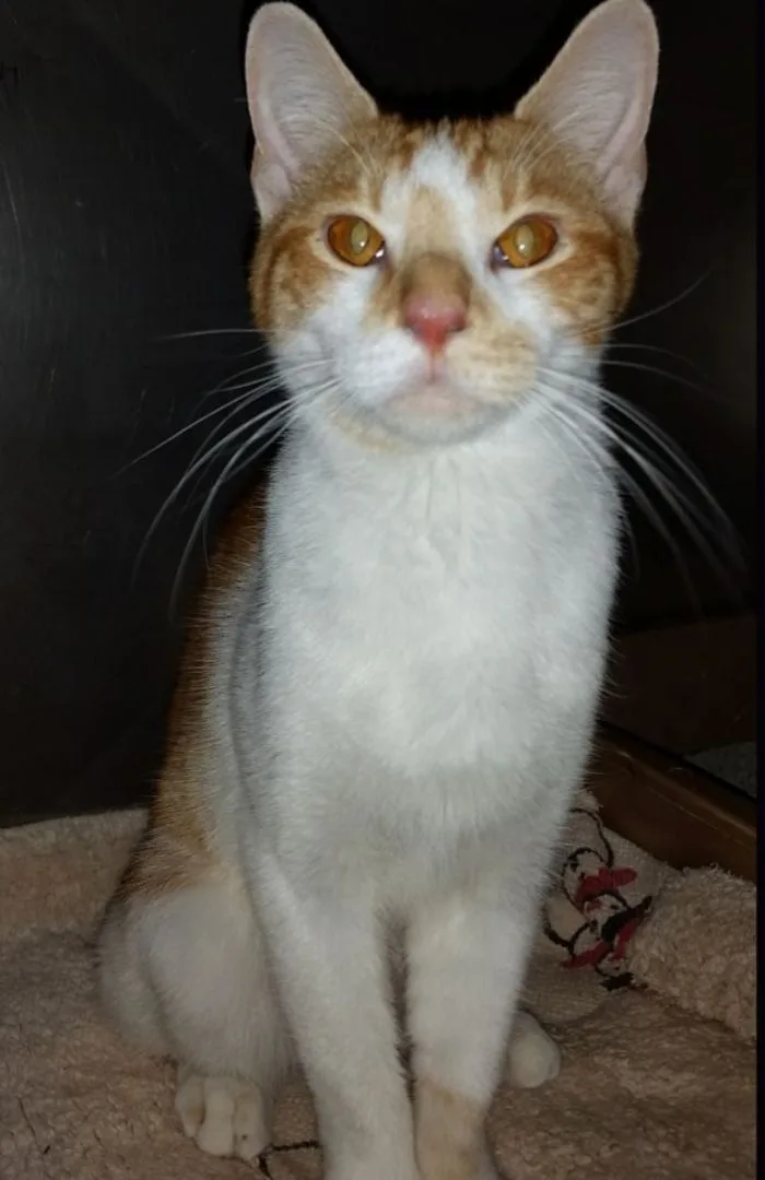 An adult extra large-sized male Orange & White Domestic Short Hair cat named Arlo for adoption in Sardinia, OH
