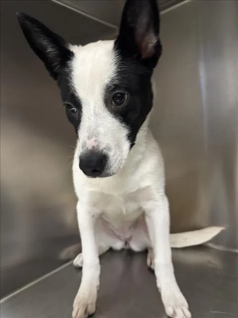 A baby small-sized female Mixed Breed dog named Bea for adoption in Santa Fe, NM