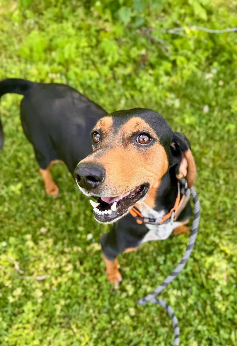 An adult medium-sized female Tricolor (Brown, Black, & White) Hound dog named Ladybird for adoption in Waverly, TN