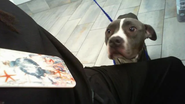 A young large-sized male Pit Bull Terrier dog named A for adoption in Charlotte, NC
