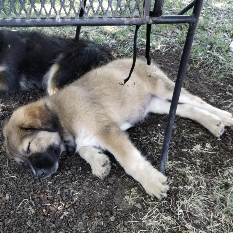 Sheppy thumbnail 5