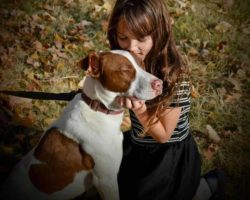 A young medium-sized female Pit Bull Terrier dog named Maxine for adoption in Spring hill, TN