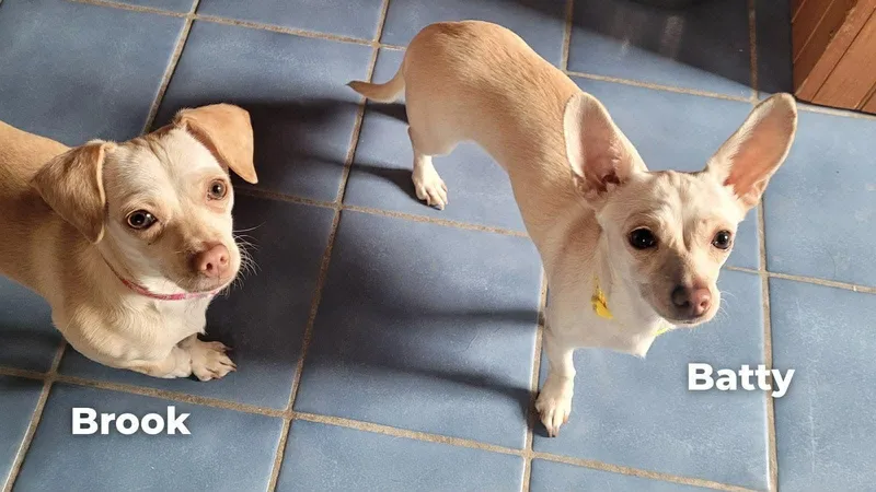 Brook & Batty thumbnail 2