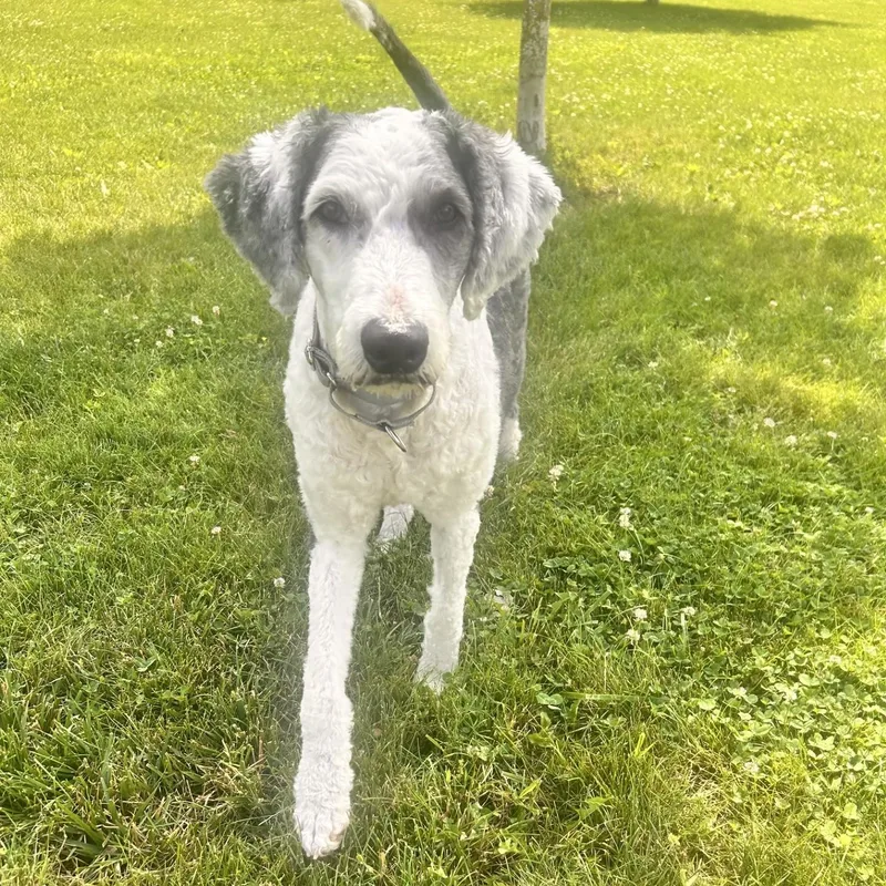 An adult medium-sized male White / Cream Sheepadoodle dog named Henry for adoption in South Charleston, OH