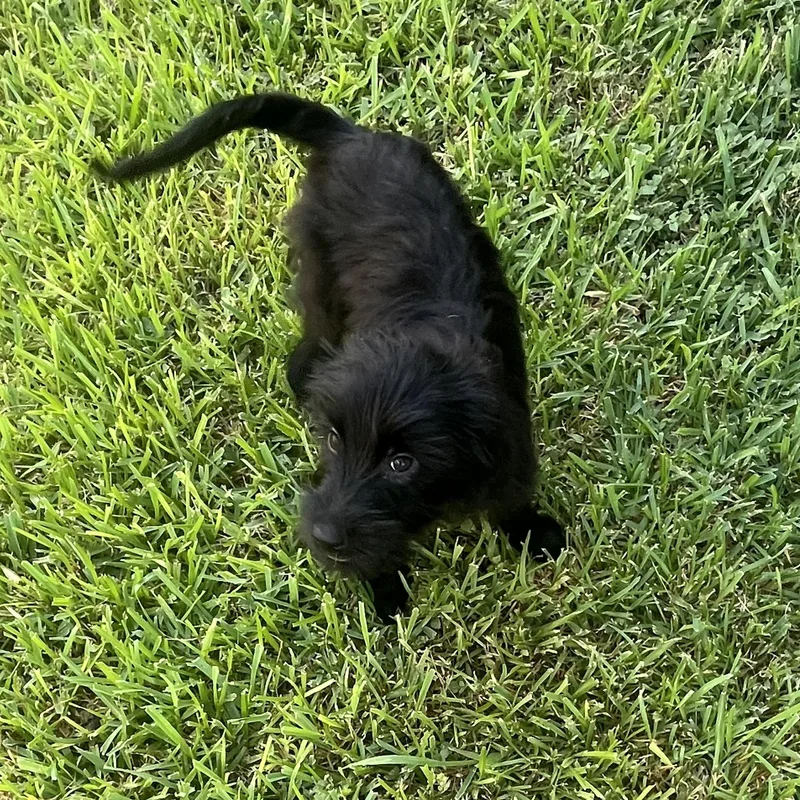 A baby medium-sized male Yorkshire Terrier dog named Shadow for adoption in CORPUS CHRISTI, TX