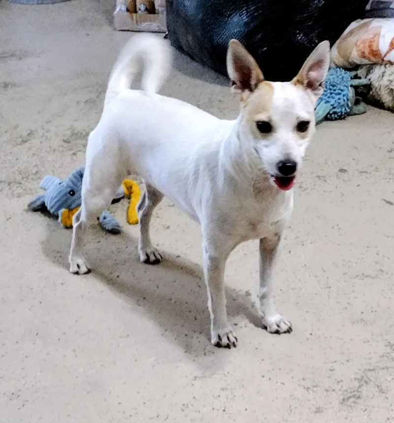 An adult small-sized female Australian Cattle Dog / Blue Heeler dog named Stacy for adoption in Mineola, TX