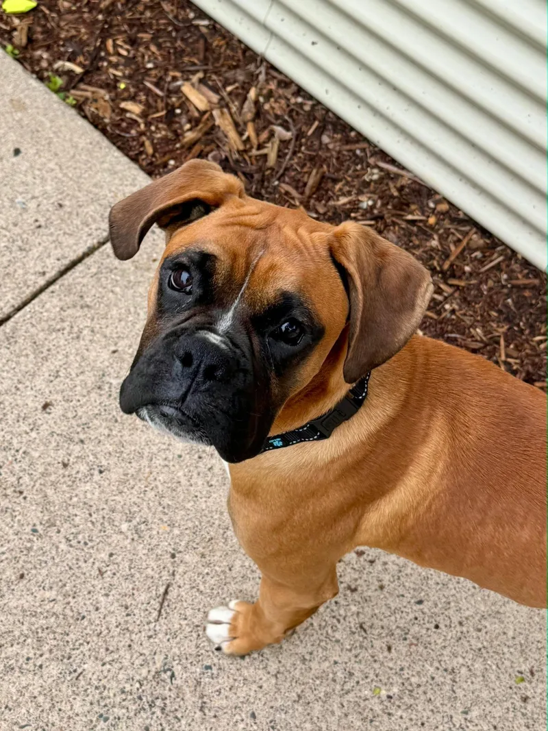 A young medium-sized male Boxer dog named Thomas for adoption in Woodbury, MN