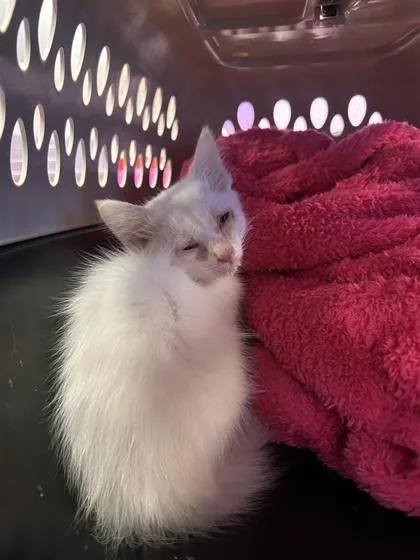 A baby small-sized male White Domestic Medium Hair cat named 61095989 for adoption in El Paso, TX