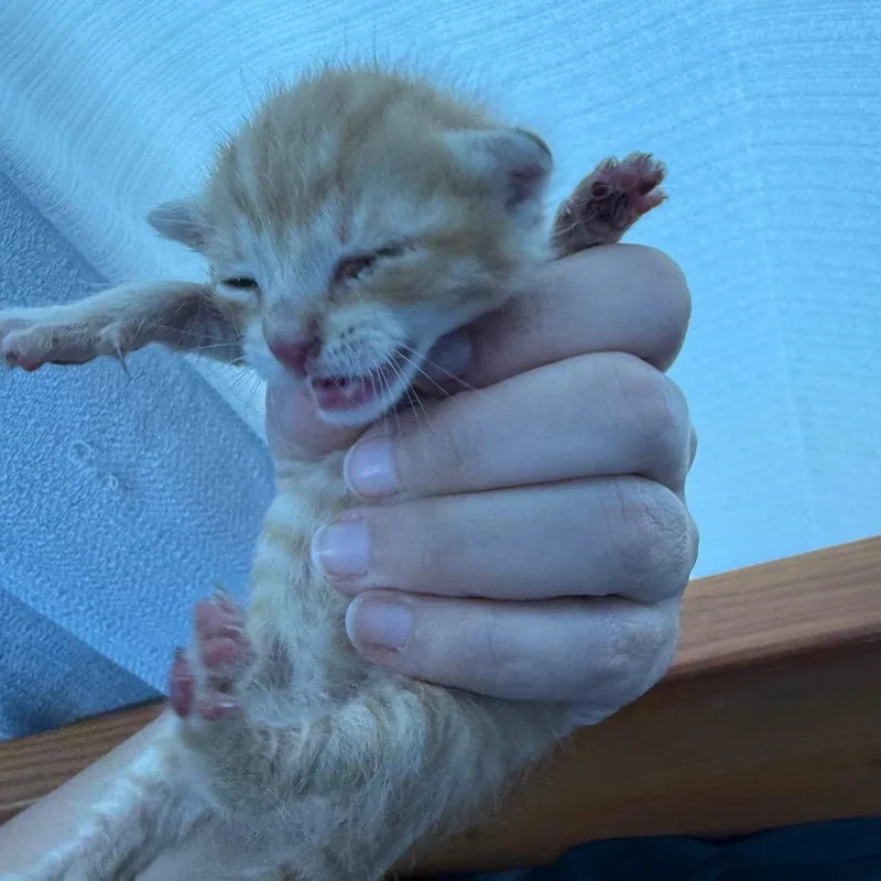 A baby small-sized male Orange / Red Domestic Short Hair cat named Macaron for adoption in Wahiawa, HI