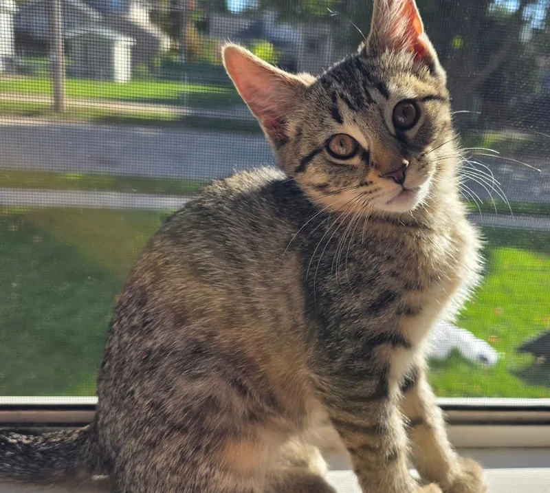A baby small-sized female Domestic Short Hair cat named Peanut Butter Cup for adoption in Fond Du Lac, WI