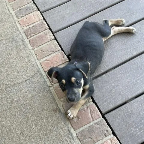 A baby medium-sized male Bicolor Rat Terrier dog named Ottis for adoption in Long Beach, MS