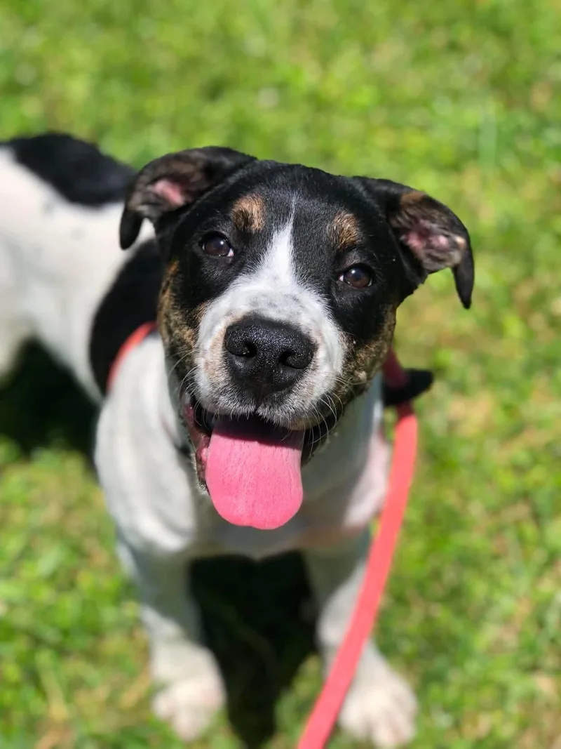 A young large-sized female Hound dog named Peaches for adoption in Elkins, WV
