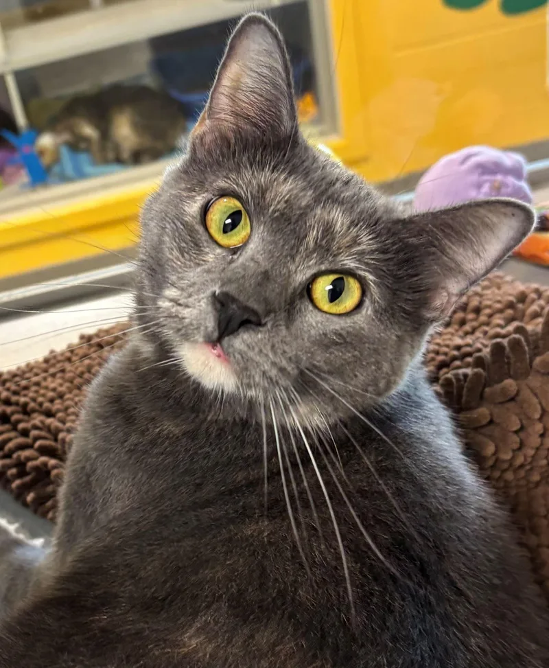 An adult medium-sized female Domestic Short Hair cat named Shelly for adoption in Iowa City, IA